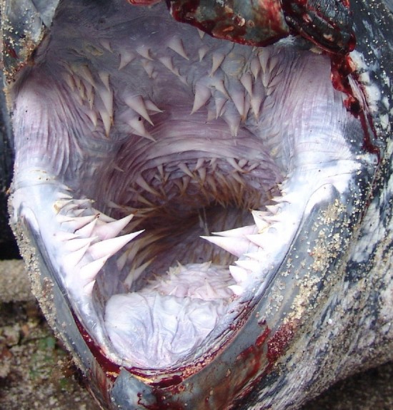 Rùa có hàm răng đáng sợ,hàm răng rùa,rùa biển Leatherback