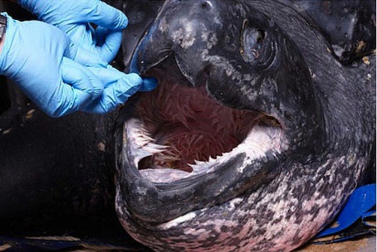 Rùa có hàm răng đáng sợ,hàm răng rùa,rùa biển Leatherback