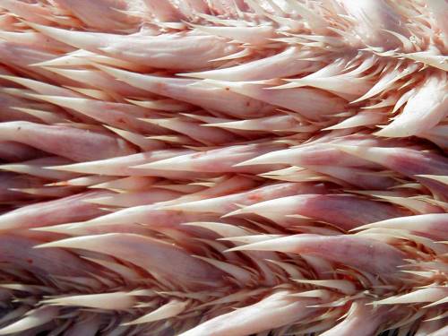 Rùa có hàm răng đáng sợ,hàm răng rùa,rùa biển Leatherback