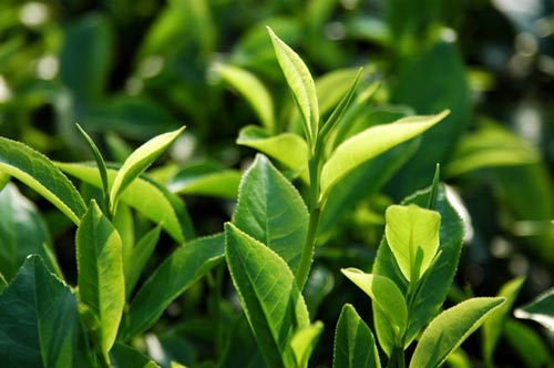 Chè xanh,Lá chè xanh làm thuốc,Chè xanh chữa bệnh