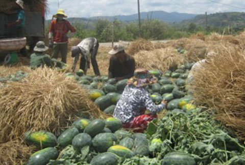 Dưa hấu,Nông dân trông dưa hấu,Thương lái