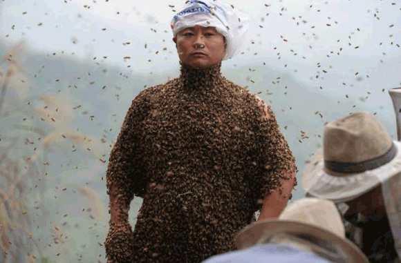 Chuyện lạ,Trung Quốc,người đàn ông,bu ong đầy người,thu hút,trình diễn.
