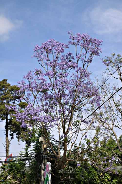 Hoa phượng tím,Du lịch đà lạt,Hoa phượng tím Đà Lạt