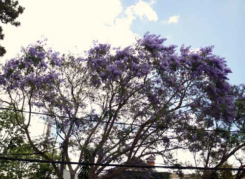 Hoa phượng tím,Du lịch đà lạt,Hoa phượng tím Đà Lạt