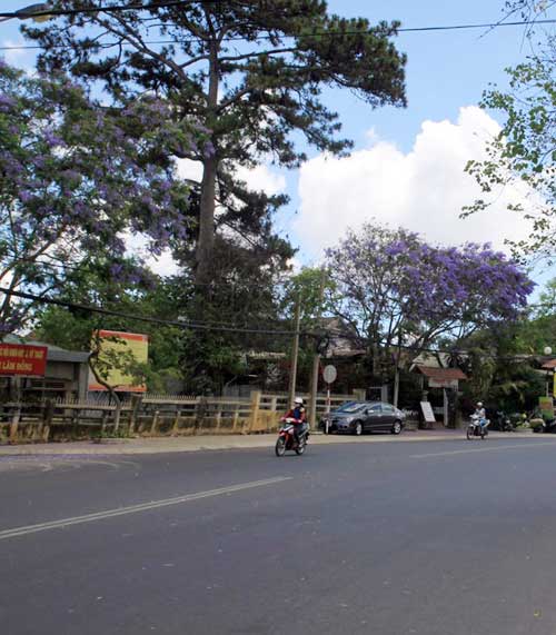 Hoa phượng tím,Du lịch đà lạt,Hoa phượng tím Đà Lạt