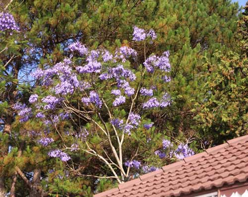 Hoa phượng tím,Du lịch đà lạt,Hoa phượng tím Đà Lạt
