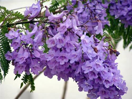 Hoa phượng tím,Du lịch đà lạt,Hoa phượng tím Đà Lạt