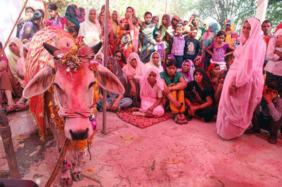 Lễ cưới kỳ lạ,cưới bò,thu hút,500 người,xa xỉ,đạo Hindu