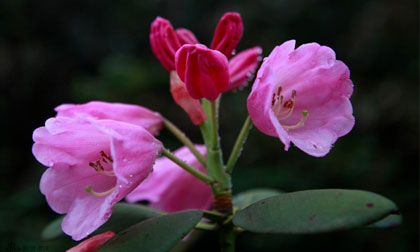 Phật dạy về đạo nghĩa ở đời, Những điều phật dạy, Đạo nghĩa ở đời