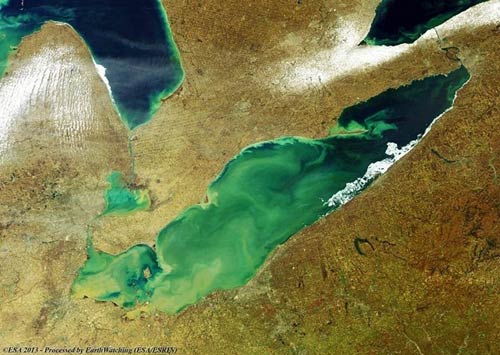 Hồ Erie,Tảo độc,Tảo độc trên hồ Erie
