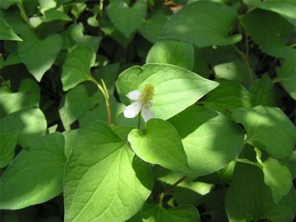 Bệnh sởi,Dịch sởi,Phòng bệnh sởi,Chữa trị bệnh sởi