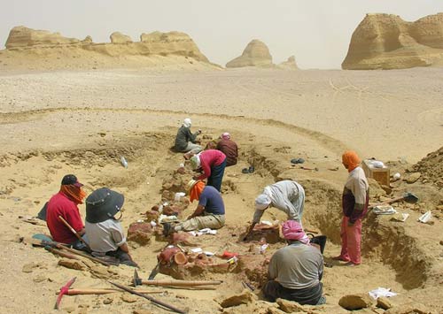 Thung lũng cá voi hóa thạch,Du lịch Ai Cập,thung lũng Wadi Al-Hitan
