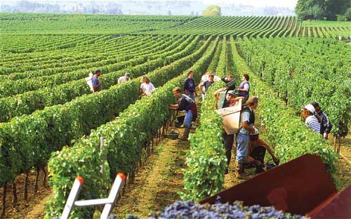 Du lịch Pháp,Rượu nho Pháp,Thung lũng Rhône,Rượu vang Bordeaux