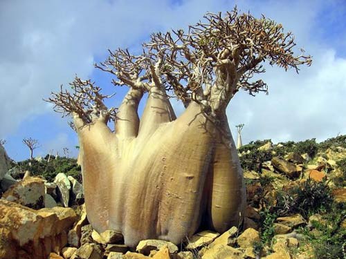 Đảo Socotra,Địa danh du lịch,Cây Dendrosicyos socotrana,Cây Dorstenia gigas,Cây Dracaena cinnabari