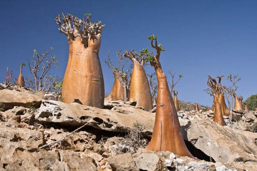 Đảo Socotra,Địa danh du lịch,Cây Dendrosicyos socotrana,Cây Dorstenia gigas,Cây Dracaena cinnabari