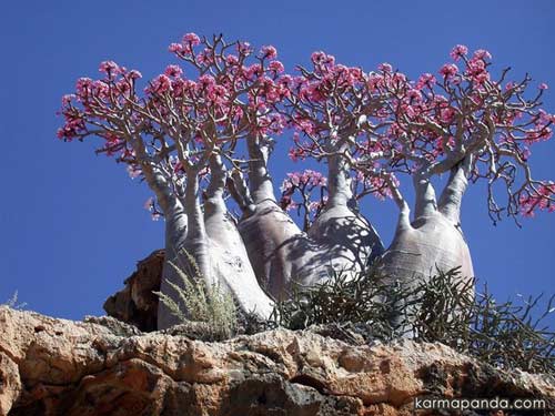 Đảo Socotra,Địa danh du lịch,Cây Dendrosicyos socotrana,Cây Dorstenia gigas,Cây Dracaena cinnabari