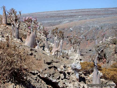 Đảo Socotra,Địa danh du lịch,Cây Dendrosicyos socotrana,Cây Dorstenia gigas,Cây Dracaena cinnabari
