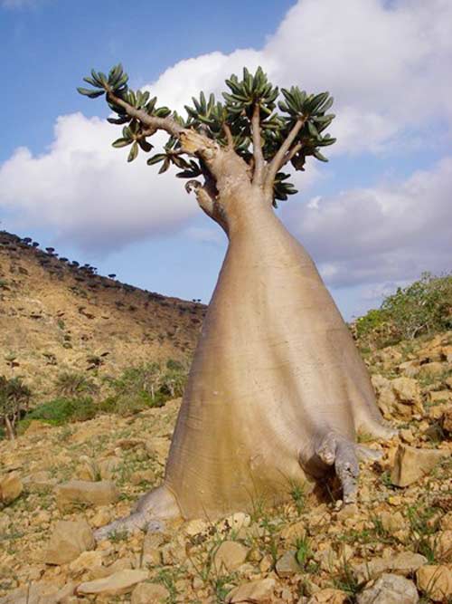 Đảo Socotra,Địa danh du lịch,Cây Dendrosicyos socotrana,Cây Dorstenia gigas,Cây Dracaena cinnabari