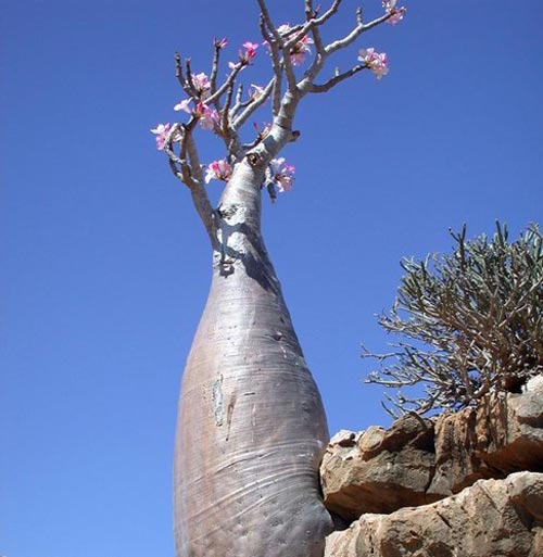 Đảo Socotra,Địa danh du lịch,Cây Dendrosicyos socotrana,Cây Dorstenia gigas,Cây Dracaena cinnabari