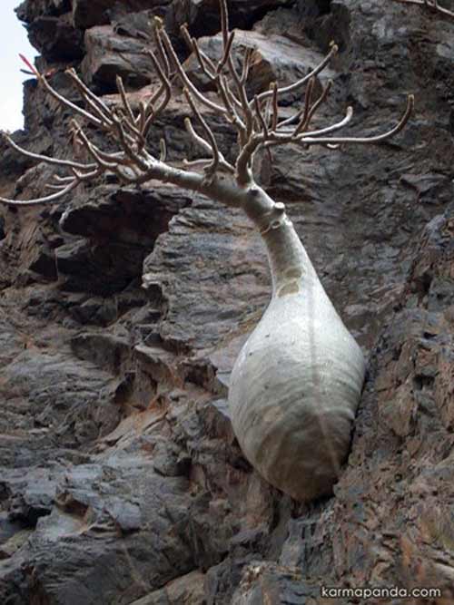 Đảo Socotra,Địa danh du lịch,Cây Dendrosicyos socotrana,Cây Dorstenia gigas,Cây Dracaena cinnabari