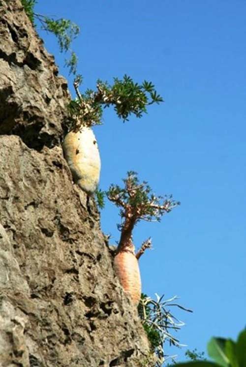 Đảo Socotra,Địa danh du lịch,Cây Dendrosicyos socotrana,Cây Dorstenia gigas,Cây Dracaena cinnabari