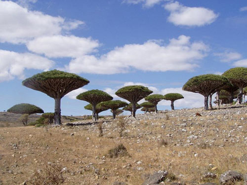 Đảo Socotra,Địa danh du lịch,Cây Dendrosicyos socotrana,Cây Dorstenia gigas,Cây Dracaena cinnabari