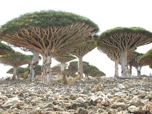 Đảo Socotra,Địa danh du lịch,Cây Dendrosicyos socotrana,Cây Dorstenia gigas,Cây Dracaena cinnabari