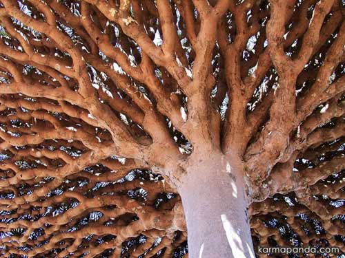 Đảo Socotra,Địa danh du lịch,Cây Dendrosicyos socotrana,Cây Dorstenia gigas,Cây Dracaena cinnabari