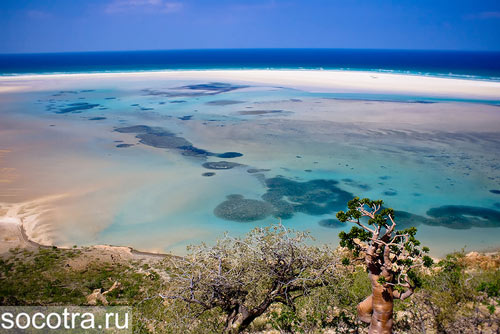 Đảo Socotra,Địa danh du lịch,Cây Dendrosicyos socotrana,Cây Dorstenia gigas,Cây Dracaena cinnabari