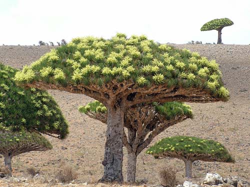 Đảo Socotra,Địa danh du lịch,Cây Dendrosicyos socotrana,Cây Dorstenia gigas,Cây Dracaena cinnabari