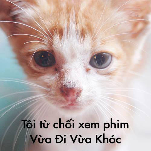 Vừa đi vừa khóc,phim Việt,yêu động vật,chú mèo,cộng đồng.