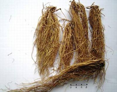 Đau gót chân,Chữa Đau gót chân,Thuốc chữa Đau gót chân