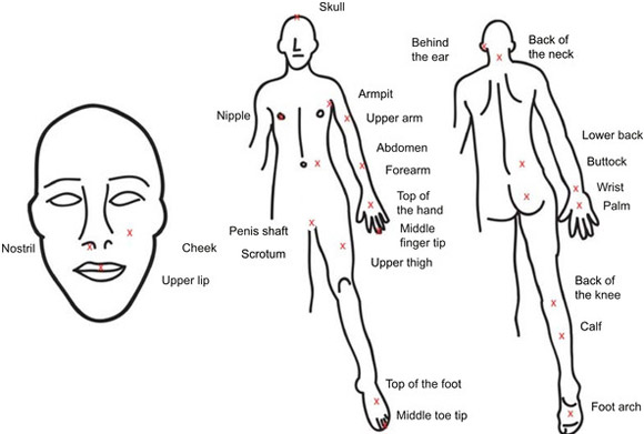 Chuyện lạ,cho ong đốt,nghiên cứu,bộ phận sinh dục,New York.