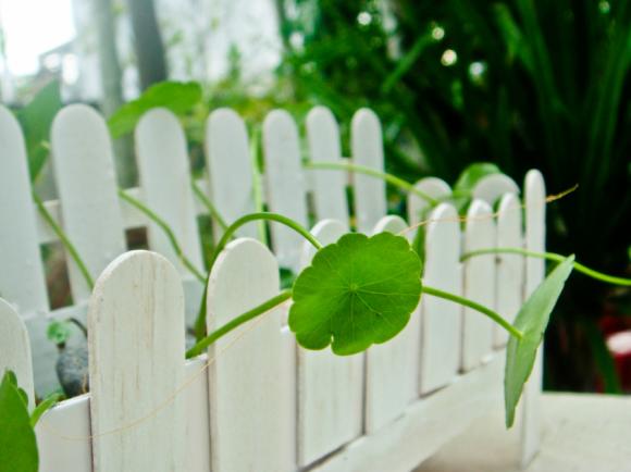 Rau má,công dụng,làm đẹp da,dưỡng da,ngạc nhiên.