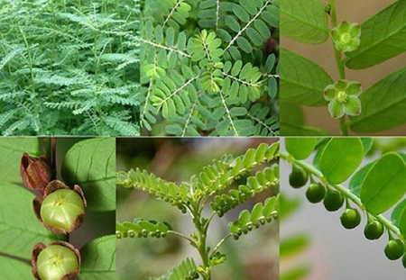 cây chó đẻ,công dụng cây chó đẻ