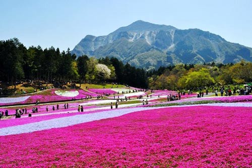 Công viên Hitsujiyama,Thiên đường hoa Chi Anh,Du lịch Nhật Bản
