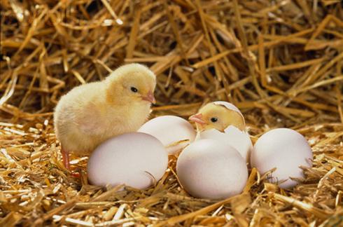 ăn trứng gà không đúng cách,cách ăn trứng gà không hại sức khỏe