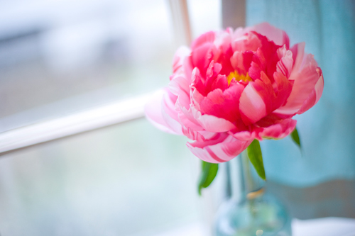 Hoa phú quý trong nhà,những loài hoa nên đặt trong nhà,phong thủy nhà ở,phong thủy nhà với Hoa