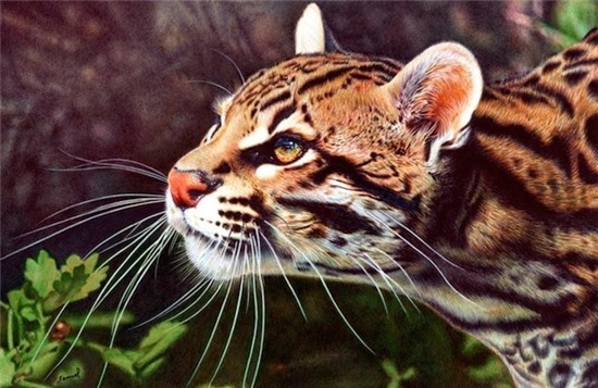 Chàng trai,giới trẻ,vẽ tranh,bằng bút bi,như ảnh thật,đẹp,ngỡ ngàng.