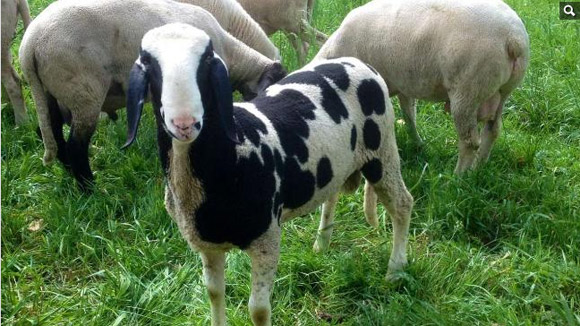 Chuyện lạ về động vật,chú cừu,lông giống bò sữa,Đức.