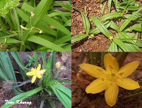 Ngải cau,chữa tiêu hóa với Ngải cau,thảo dược,cây thuốc quanh ta