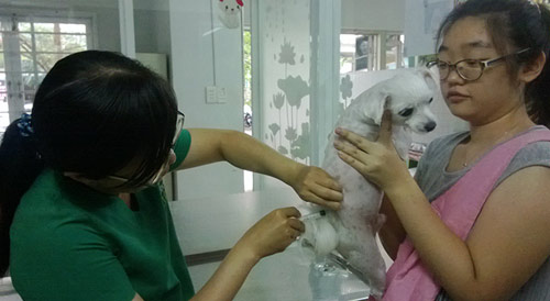 Tử vong,thầy lang,chó dại cắn,cậu bé 12 tuổi,chết,lên cơn dại.