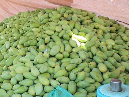 Xoài đồng nai rẻ,ĐỒng Nai,Xoài gía 500dd/1kg