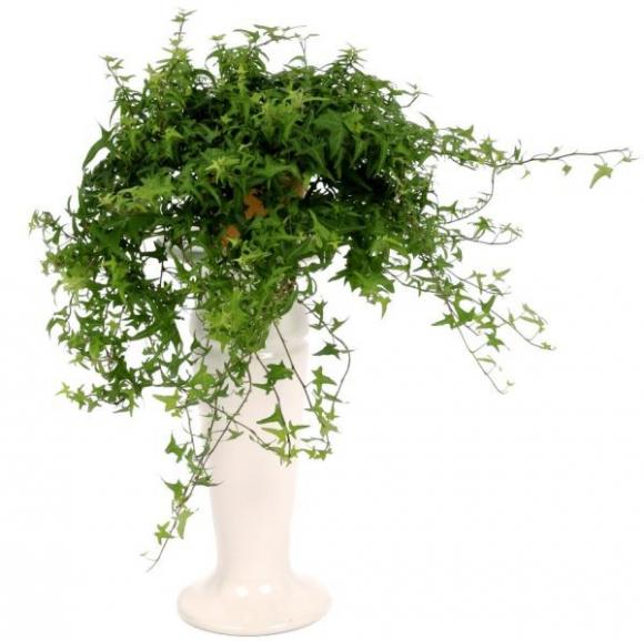 cây xanh trồng trong nhà,Cây lô hội,cây lục thảo, Cây cọ cảnh