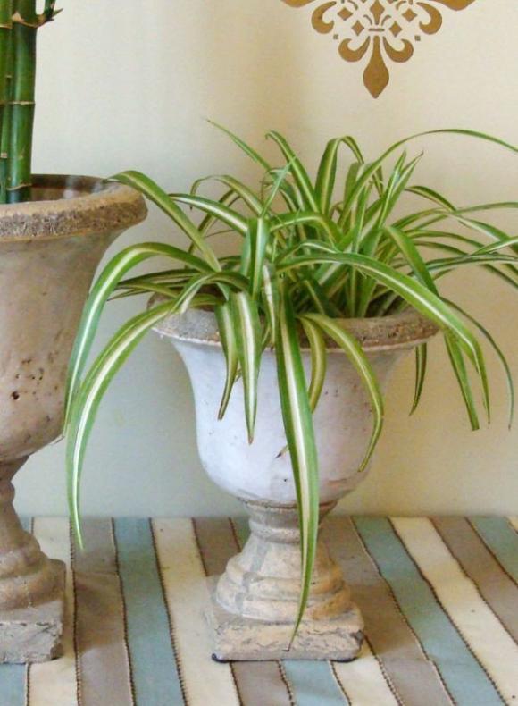 cây xanh trồng trong nhà,Cây lô hội,cây lục thảo, Cây cọ cảnh