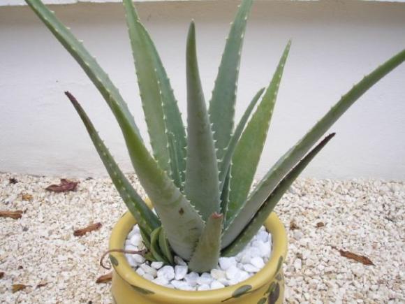 cây xanh trồng trong nhà,Cây lô hội,cây lục thảo, Cây cọ cảnh