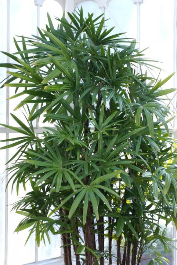 cây xanh trồng trong nhà,Cây lô hội,cây lục thảo, Cây cọ cảnh