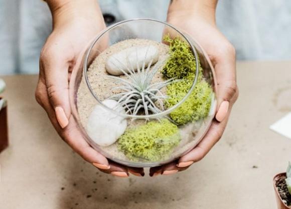 Trang trí ây trong nhà,trang điểm nhà bằng cây