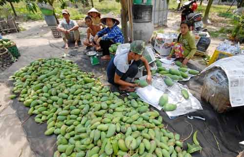 Thị trường tiêu dùng,Nông dân miền tây,Xoài cát Chu,Hoa quả rớt giá