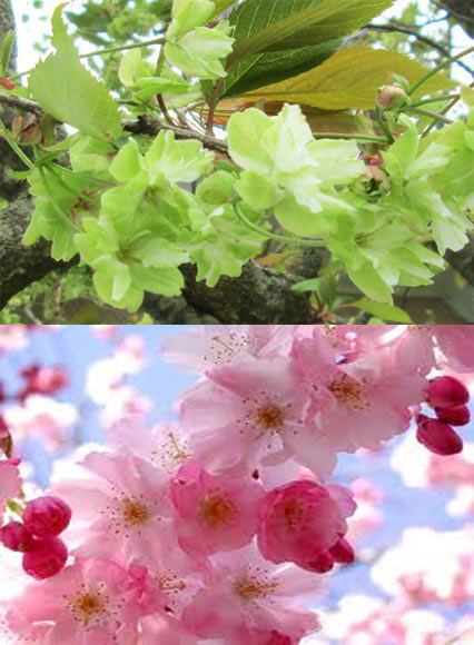 Hoa anh đào,ngắm hoa,màu xanh,hiếm có,Nhật Bản,sang trọng.